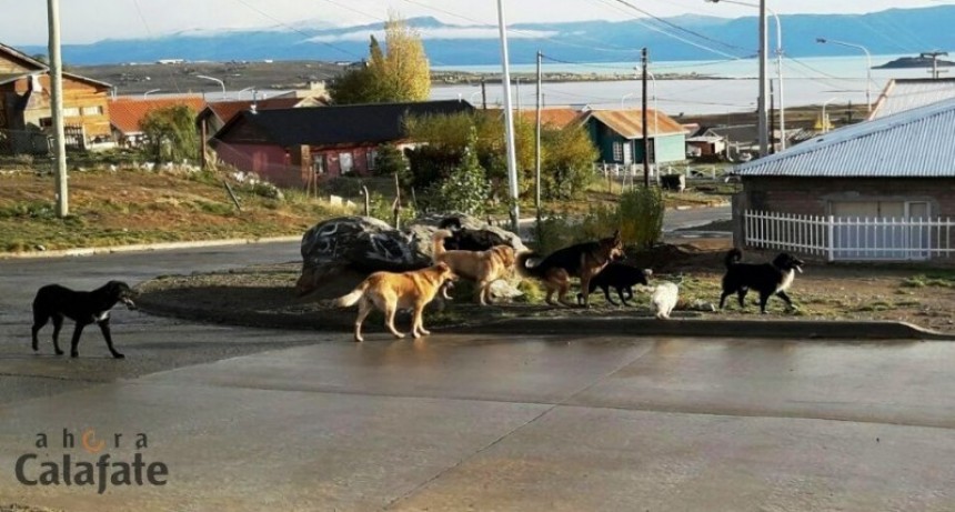Perros sueltos. El Estado no puede solo, requiere de una soluci&oacute;n colectiva