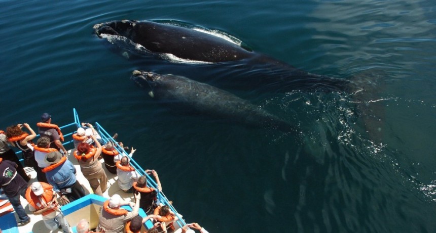 LLEGARON LAS BALLENAS. En Madryn celebran con eventos y promociones