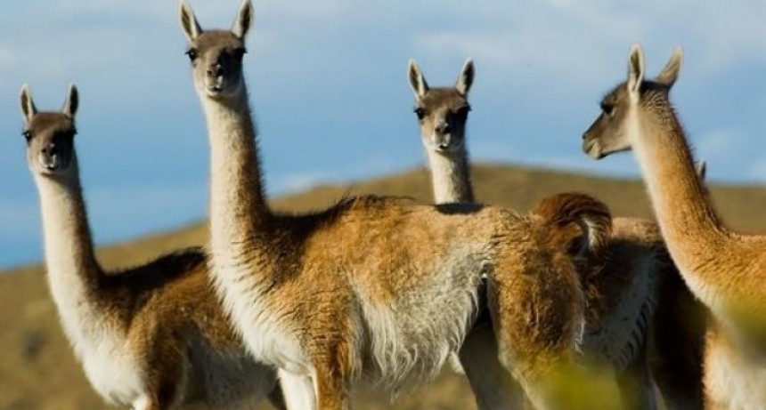 Santa Cruz: Habilitan frigor&iacute;fico para exportar carne de guanaco