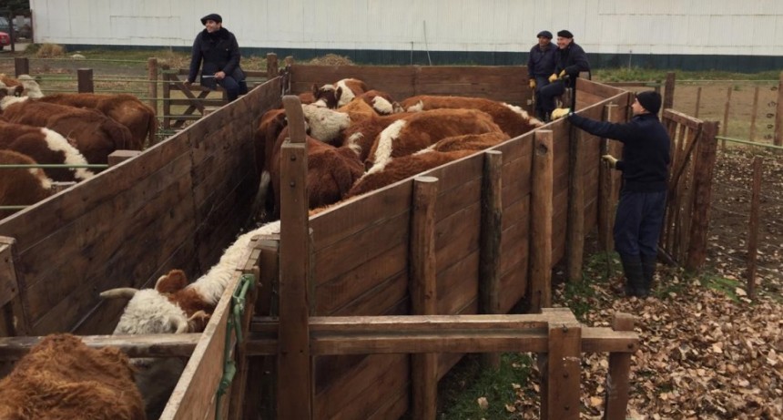 Ordenan secuestro preventivo de animales