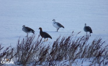 Aves Acu&aacute;ticas: M&aacute;s especies permanecen en El Calafate