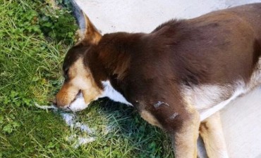 M&aacute;s perros envenenados. Esta vez en pleno centro 