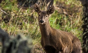 Buscando al huemul, el fantasma de la Patagonia
