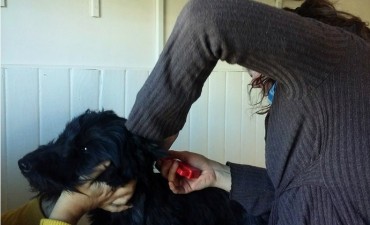 El Chalt&eacute;n. Ya se instalan microchips a mascotas