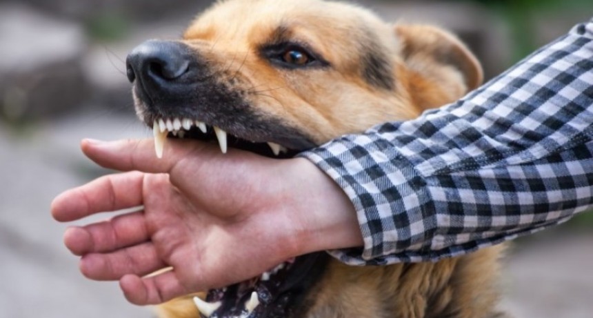 Mordeduras de perros. Un problema creciente de salud p&uacute;blica