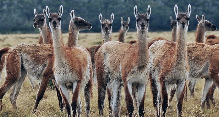 Naci&oacute;n modific&oacute; el Plan Nacional del Manejo del Guanaco