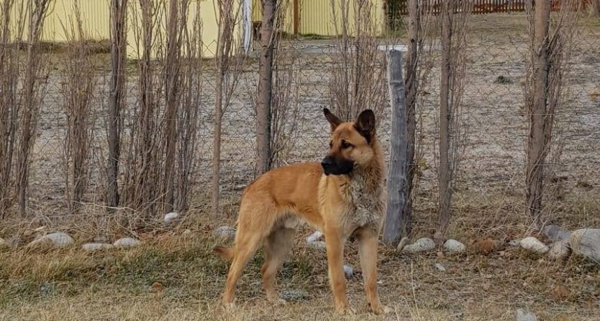 El Chalt&eacute;n. Instalar&aacute;n un centro de salud animal