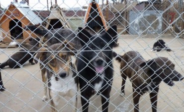 El nuevo Hogar de Perros abrir&aacute; en septiembre
