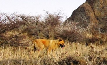 Medidas del Parque Nacional ante la presencia de mascotas  