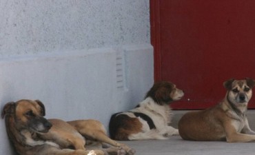 Municipio planea un nuevo patentamiento de canes