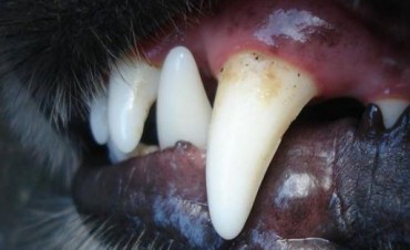 Crecen los casos de personas atacadas por perros