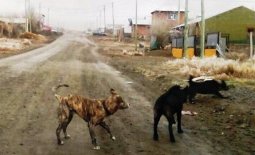 Perros sueltos: TAMA junta firmas pidiendo medidas