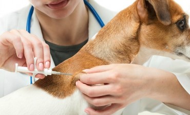 ANTICIPO: Municipio comprar&aacute; microchips para registrar perros