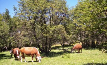 Reuni&oacute;n en El Calafate por el Manejo de Bosques con Ganader&iacute;a Integrada 