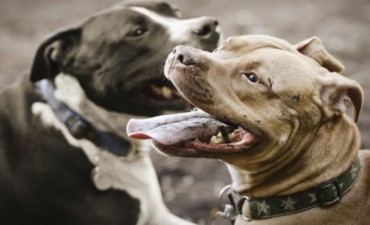 Dos pitbull entraron a una casa y atacaron al dueño y sus mascotas