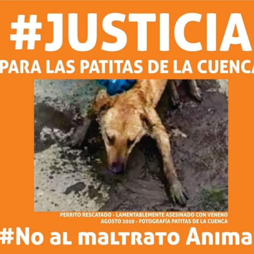 Perros Envenados. Piden a los vecinos que aporten im&aacute;genes y videos