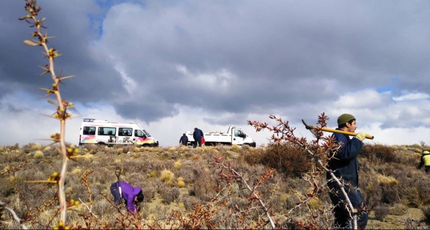 El Chalt&eacute;n lanz&oacute; un ambicioso Plan de Forestaci&oacute;n de Especies Nativas