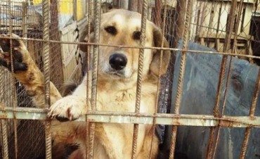 Comienza la mudanza de perros a su nuevo Hogar 