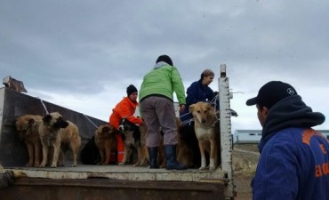 Se complet&oacute; el traslado perros al nuevo refugio