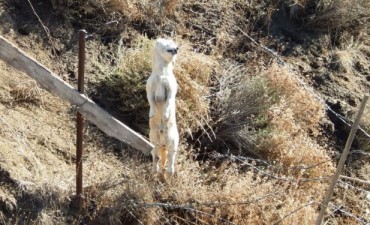 Aparecen perros colgados y con tiros
