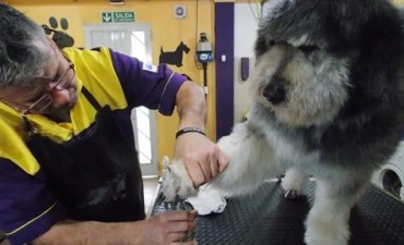 Abrir&aacute; en El Calafate la primera Escuela de Peluquer&iacute;a Canina