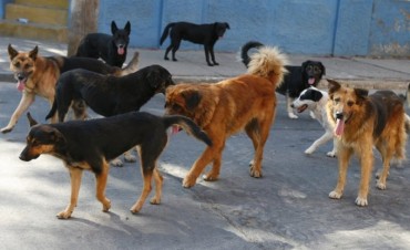 Perros Sueltos: Impulsan fuerte aumento de multas