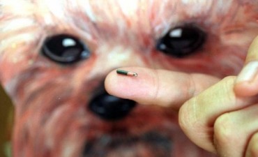 C&oacute;mo son los microchips para mascotas