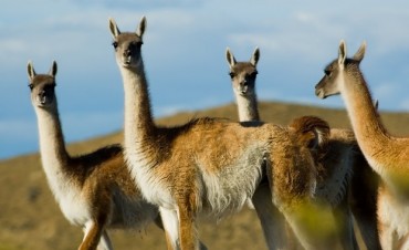 Se esperan autorizaciones para cazar y comercializar guanaco