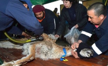 Santa Cruz avanza hacia el aprovechamiento integral del guanaco 