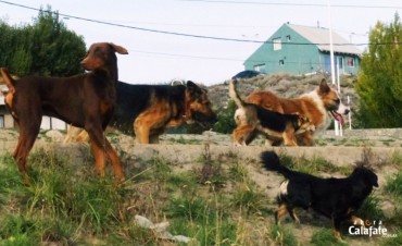 Perros sueltos. “Esto ya es un problema de salud pública”