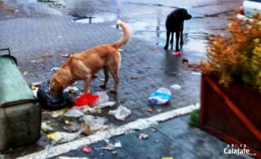 Municipio anunci&oacute; Audiencia P&uacute;blica por la superpoblaci&oacute;n de perros