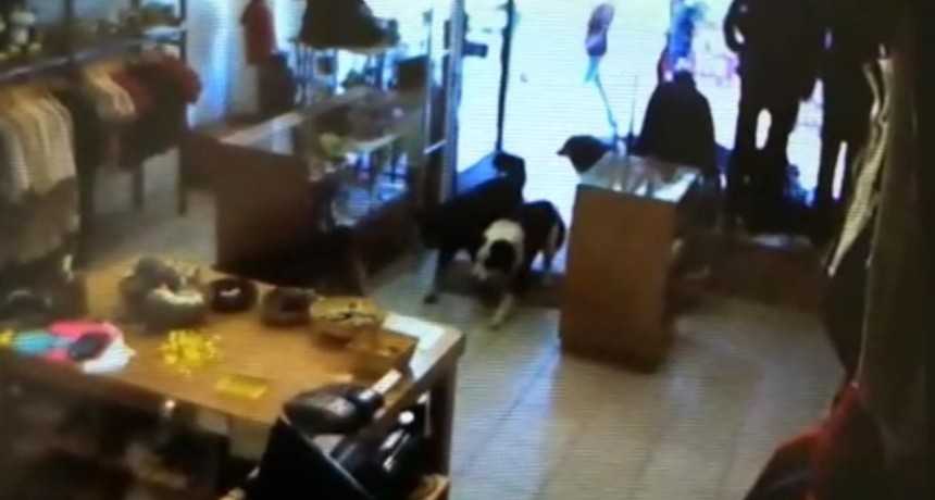Perros sueltos invadieron un comercio 