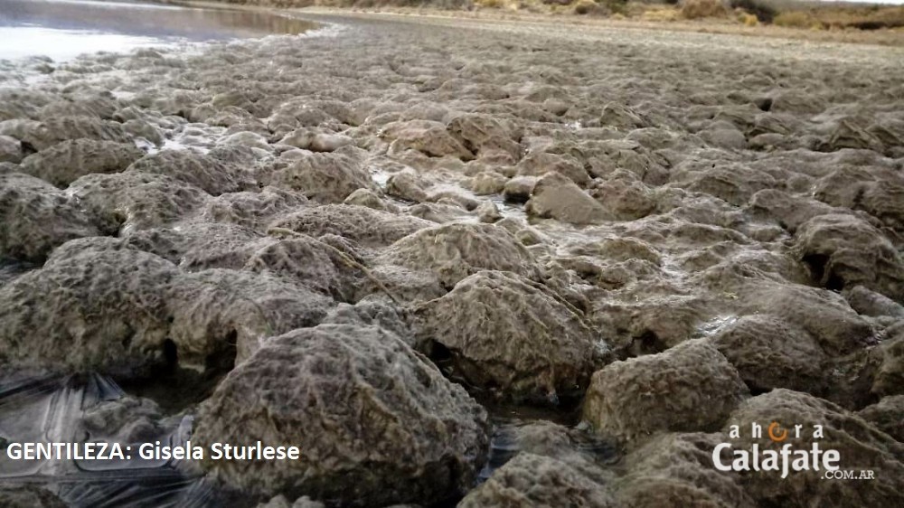 Estudiantes muestran la evidencia del Alga Didymo en el río Santa Cruz