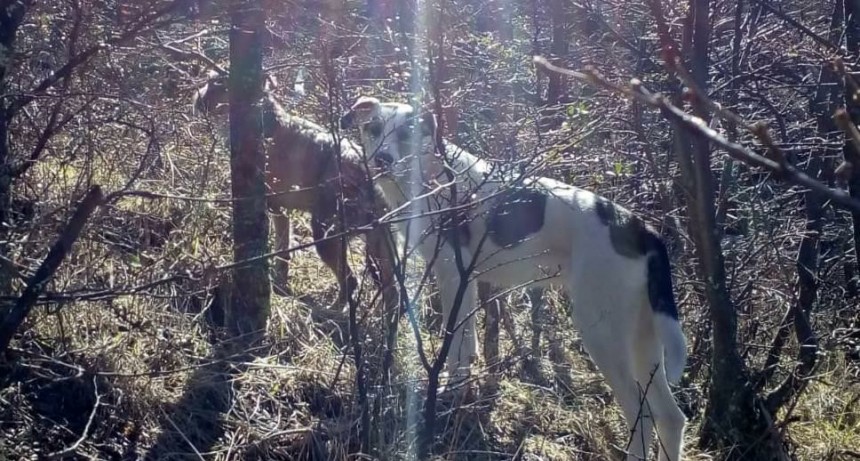 VIDEO. Otra vez. Perros persiguen a huemul en El Chalt&eacute;n.
