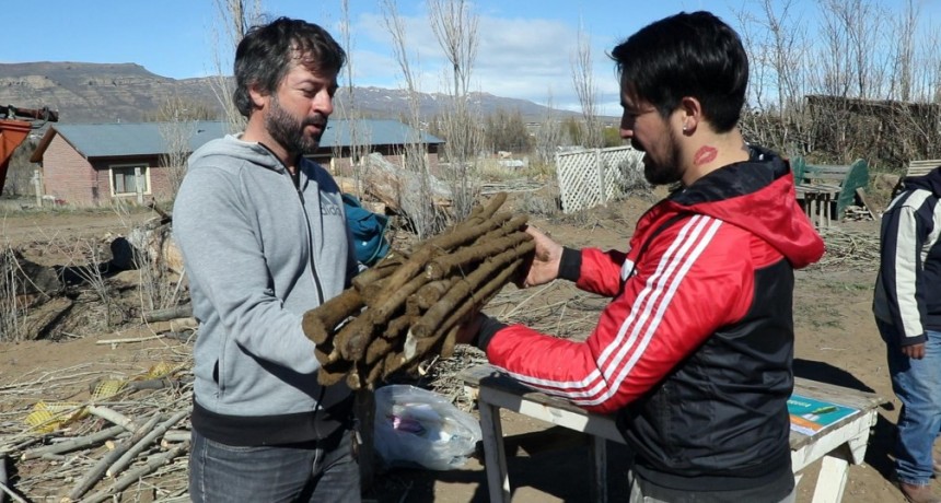 Municipio entregar&aacute; 15 mil estacas de &aacute;lamo