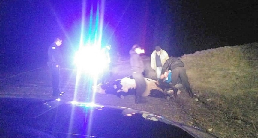 Casi una tragedia. Chocó con una vaca que estaba en la ruta