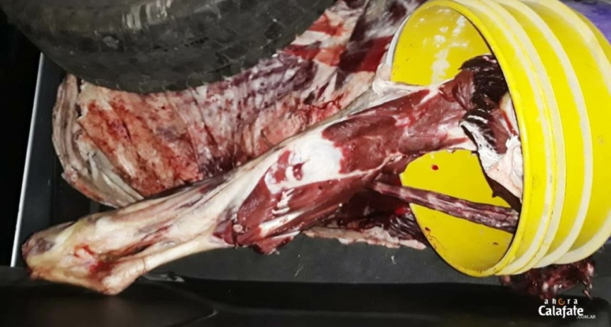Decomisan m&aacute;s de 40 kilos de carne vacuna y de caballo