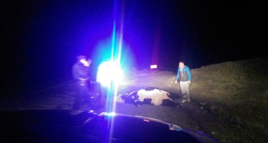 El GEOR convoca a reuni&oacute;n ante la problem&aacute;tica de animales sueltos.