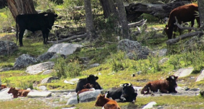 Incluyen al PN Los Glaciares en un plan piloto de caza de especies ex&oacute;ticas 