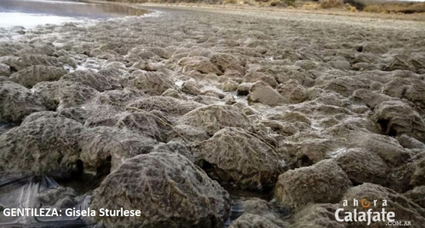 Estudiantes muestran la evidencia del Alga Didymo en el r&iacute;o Santa Cruz