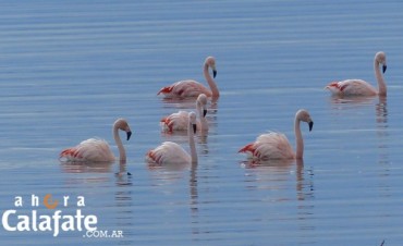 Cursos en el Mes de las Aves