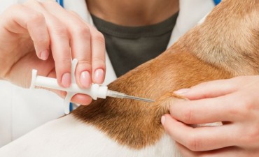 Comienza la campa&ntilde;a de patentamiento de mascotas