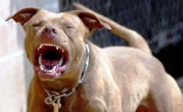 Pitbull le desfiguró la cara a una niña