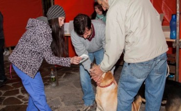 Cerca de 200 canes ya tienen microchip