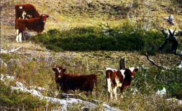 Otro intento para sacar animales salvajes del parque Los Glaciares