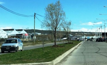 Nueva implantaci&oacute;n de &aacute;rboles en la Av. Lara