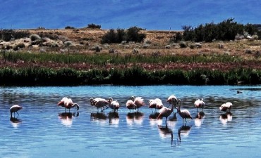 Laguna Nimez celebra el Mes de las Aves 