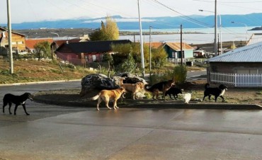 Convocan a Audiencia P&uacute;blica por la superpoblaci&oacute;n de perros