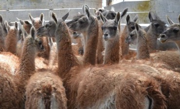 Naci&oacute;n autoriz&oacute; la caza comercial de otros 6 mil guanacos 
