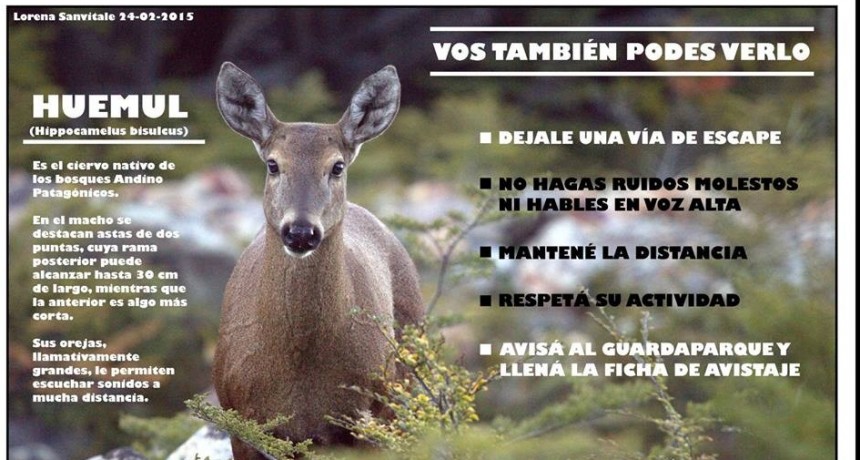 Parques hace recomendaciones para posibles avistajes de huemules